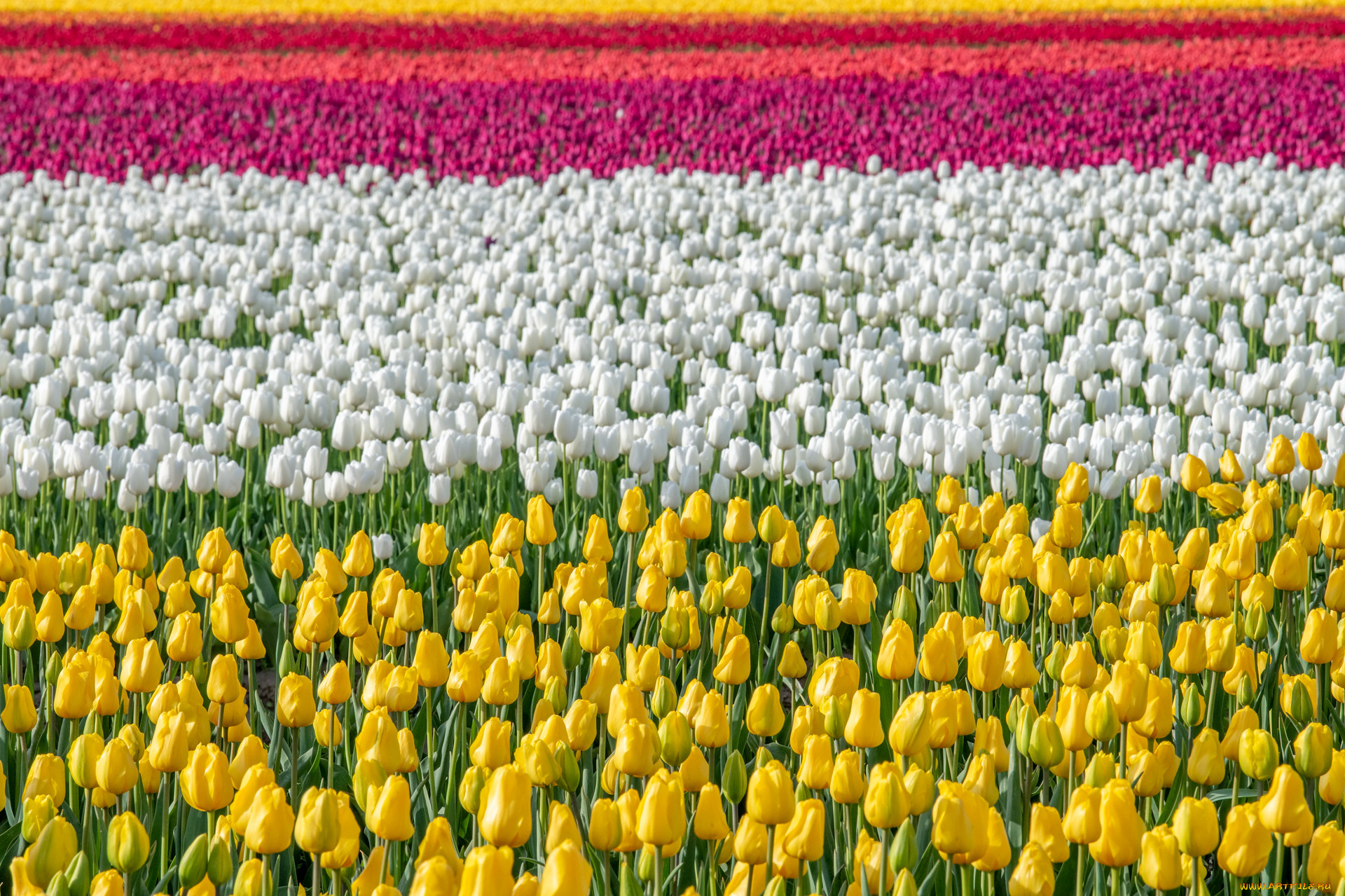 �����, ��������